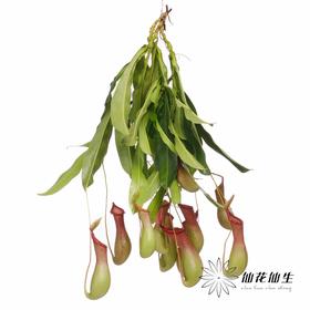 叶材 | 猪笼草【轻微瑕疵不售后，介意慎拍】