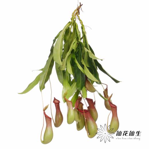 叶材 | 猪笼草【轻微瑕疵不售后，介意慎拍】 商品图0
