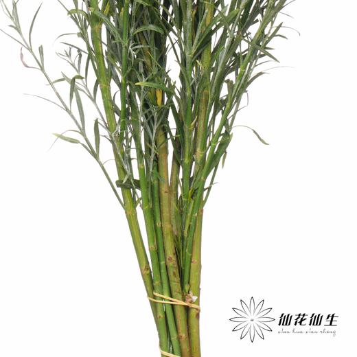 叶材 | 柳叶星河 商品图1