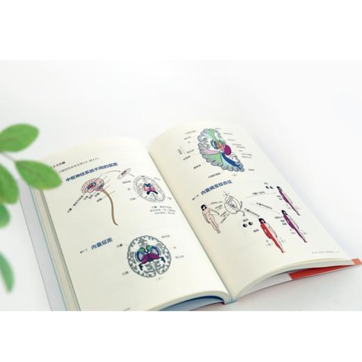 手绘极简神经疾病定位诊断 商品图5