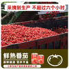 【自营】酷番 新疆蕃茄丁罐头 400g*6罐 商品缩略图5