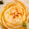 多头玫瑰 | 蜂蜜朱莉叶塔 商品缩略图2