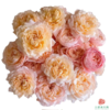 外购多头玫瑰-蜂蜜朱丽叶 商品缩略图0