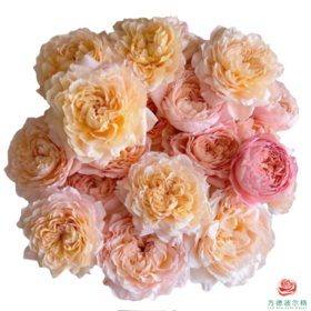 外购多头玫瑰-蜂蜜朱丽叶