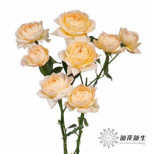 多头玫瑰 | 蜂蜜朱莉叶塔 商品图1