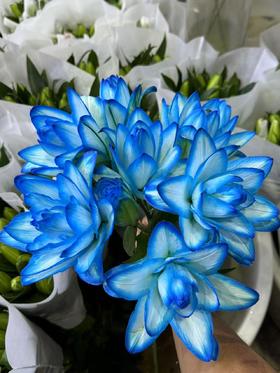 百合 | 海蓝之谜【吸色百合有色差】