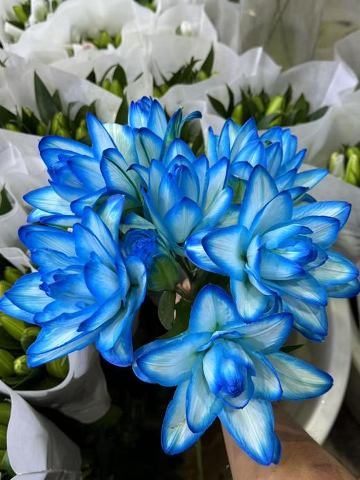 百合 | 海蓝之谜【吸色百合有色差】 商品图0