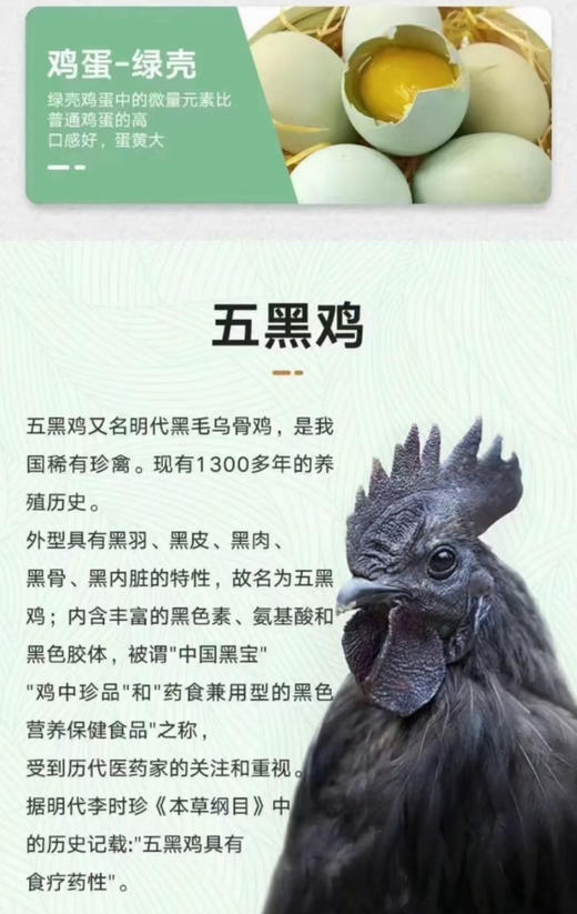 五黑鸡品种很特别，它是珍禽很珍稀又难养
散养5-6个月才开始下蛋，平均3天产一枚蛋 自然慢养出精品，自然放养，不喂饲料，吃玉米，豆粕，麦麸长大，蛋的营养价值更高！4斤/份 商品图7
