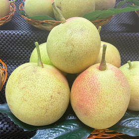 红梨 约1000g/份（脆甜可口，汁水充沛）