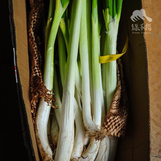 生态大葱（赠送艾草皂一块） | 合作生产*Ecological Scallion | Partner Production 商品图3