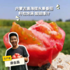 生态内蒙古草莓西红柿 | 合作生产*Eco- strawberry tomato | Coprodution 商品缩略图0