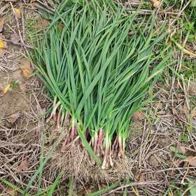 大蒜叶，1份0.3斤