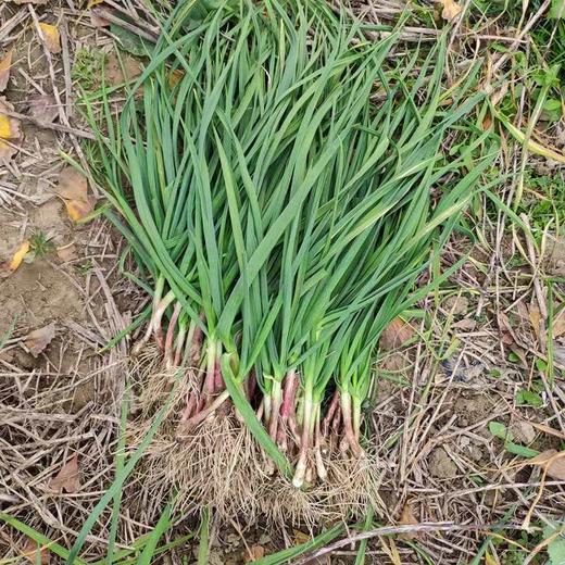 大蒜叶，1份0.3斤 商品图0