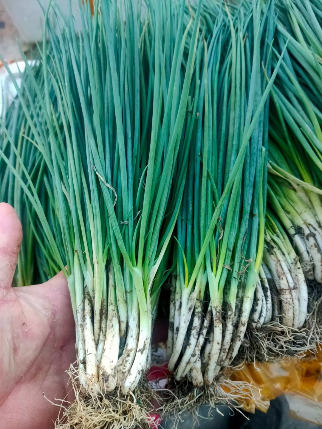 香葱，1份(150克)