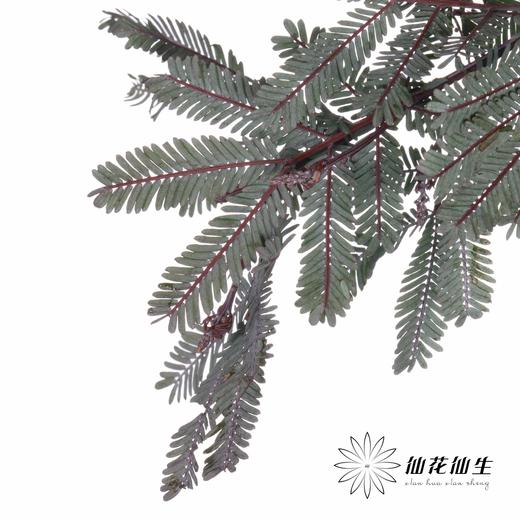 叶材 | 楠木相思 商品图2