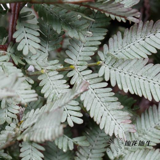 叶材 | 楠木相思 商品图5