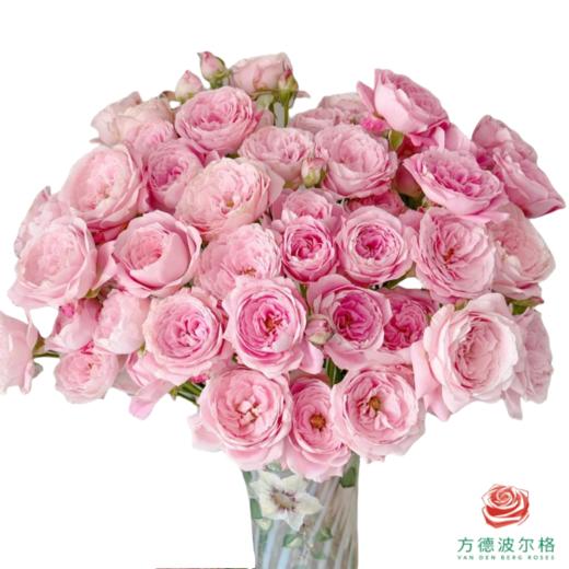 外购多头玫瑰-红仙子 10枝一扎 商品图0