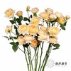 多头玫瑰 | 蜂蜜朱莉叶塔 商品缩略图9