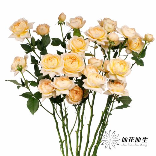 多头玫瑰 | 蜂蜜朱莉叶塔 商品图9