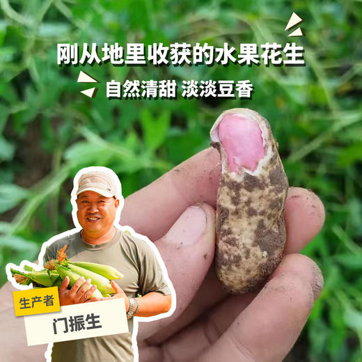 生态新鲜水果花生 | 合作生产*Ecological  peanut |  Partner Production 商品图0