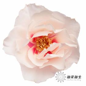 多头玫瑰 | 本心