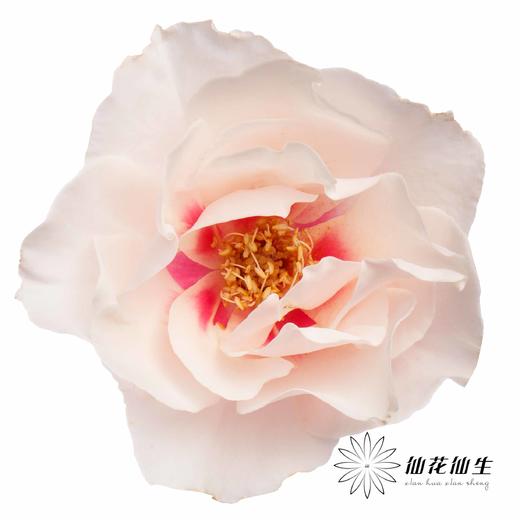 多头玫瑰 | 本心 商品图0