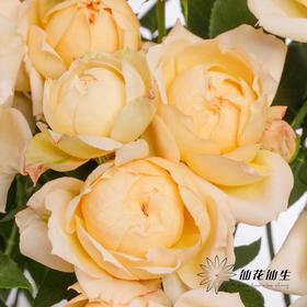 多头玫瑰 | 蜂蜜朱莉叶塔