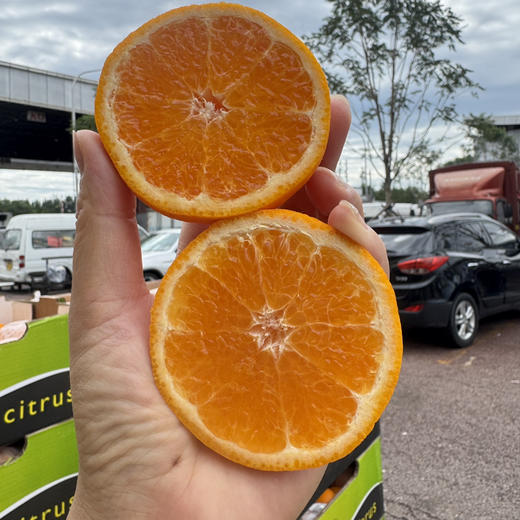 澳洲无核软皮蜜柑 商品图4