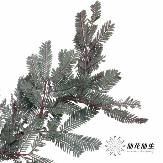 叶材 | 楠木相思 商品图4