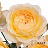 多头玫瑰 | 蜂蜜朱莉叶塔 商品缩略图8