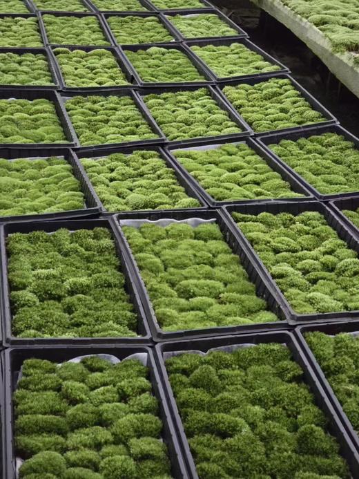 叶材 | 苔藓 商品图0