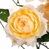 多头玫瑰 | 蜂蜜朱莉叶塔 商品缩略图4