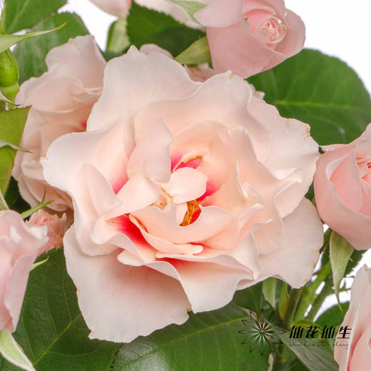 多头玫瑰 | 本心 商品图2