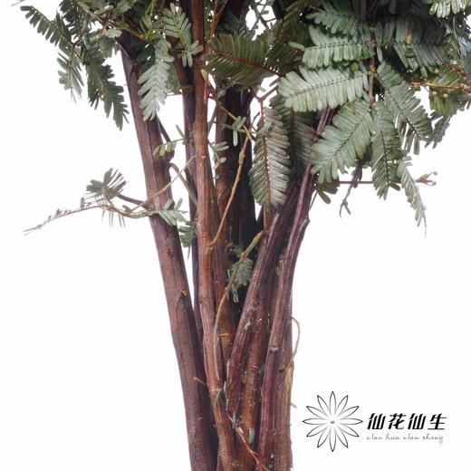 叶材 | 楠木相思 商品图3