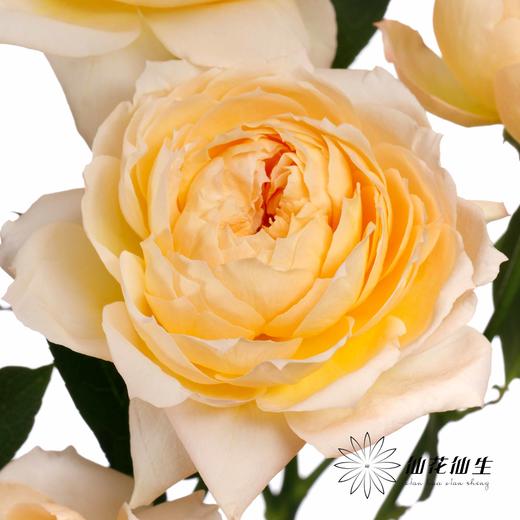 多头玫瑰 | 蜂蜜朱莉叶塔 商品图7