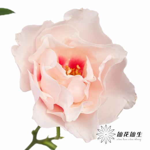 多头玫瑰 | 本心 商品图3