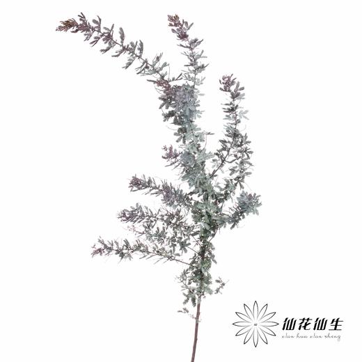 叶材 | 楠木相思 商品图6