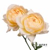 多头玫瑰 | 蜂蜜朱莉叶塔 商品缩略图6
