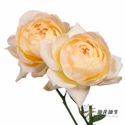 多头玫瑰 | 蜂蜜朱莉叶塔 商品图6