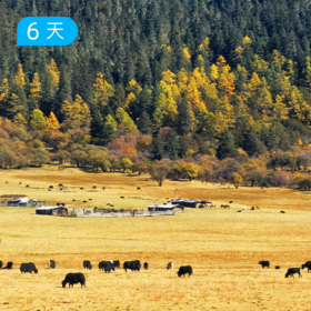 尼汝秘境｜金秋五大牧场52公里穿越 云南香格里拉治愈之旅 6日