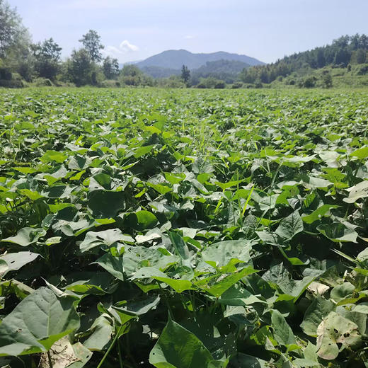 【杨博士甄选 皖南小香薯】肉质无筋 甜软糯腻  健康好粗粮，粉糯又香甜 商品图2