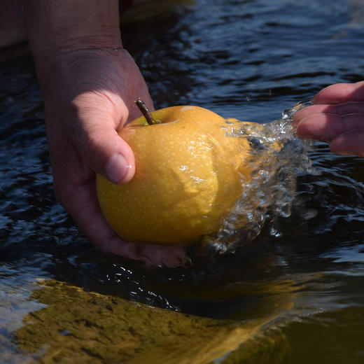【烟台丰水梨】来自山东烟台的 “脆甜精灵” 黄澄澄的果皮带着红晕 咬一口脆甜爆汁 每一口都是秋日的水润馈赠 补水润燥就靠它啦～ 商品图3
