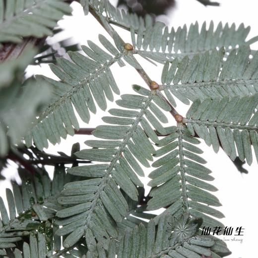 叶材 | 楠木相思 商品图1