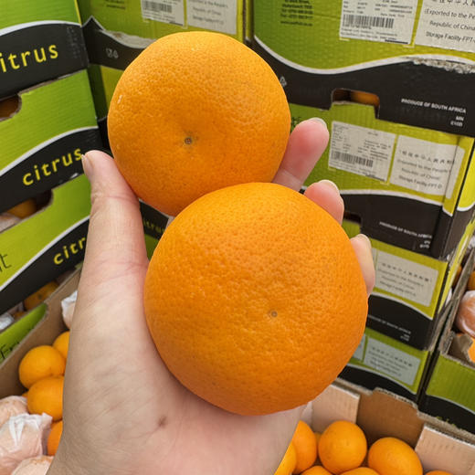 澳洲无核软皮蜜柑 商品图5