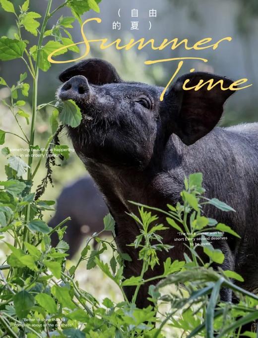 （冻）黑猪腿骨筒骨29.8元1盒2.8斤±0.2斤，明天到 商品图4