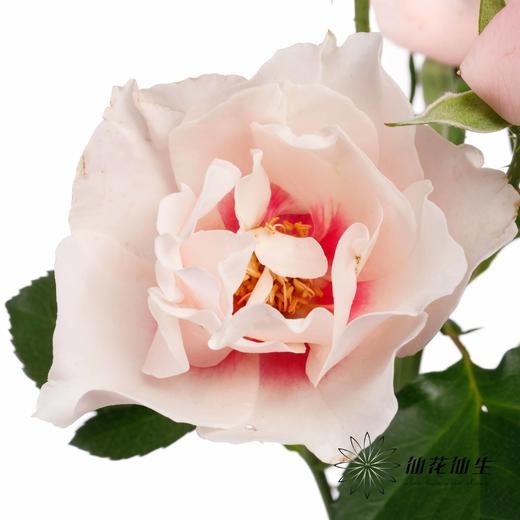 多头玫瑰 | 本心 商品图5