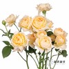多头玫瑰 | 蜂蜜朱莉叶塔 商品缩略图5