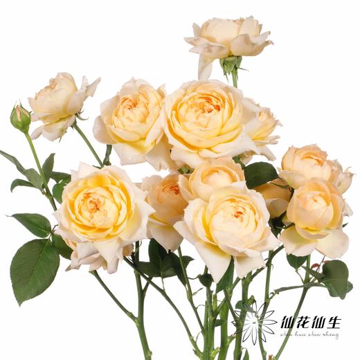 多头玫瑰 | 蜂蜜朱莉叶塔 商品图5