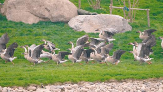 暑期3天2晚北戴河【亲子/单飞】北京出发【海趣牧歌】|海洋牧场+动物奇趣优等生+开蚌取珠+渔网编制+动物百老汇+渔田度假区畅玩! 商品图2