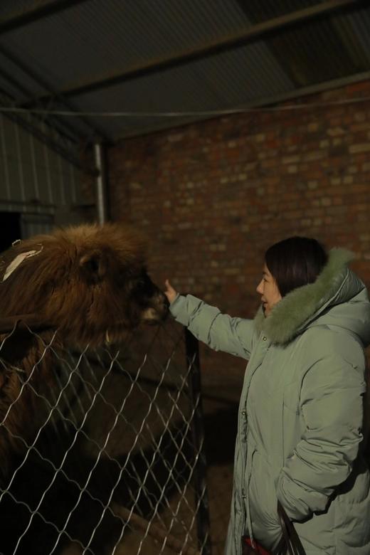 无蔗糖【0添加纯驼奶】有机牧场新疆阿克苏，新疆优驼全家福，纯骆驼奶粉，驼奶 高钙富含硒，无蔗糖正品，一罐460g,一罐23条，一条20克，快递：中通 商品图14